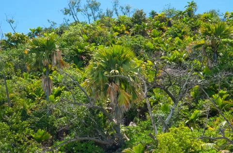 Tropical vegetation Stock Photos