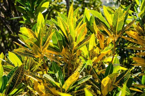 Tropical vegetation. Foto stock