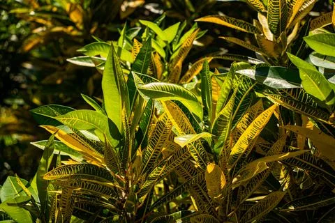 Tropical vegetation. Foto stock