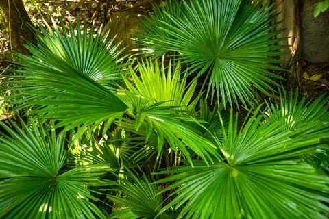 Tropical vegetation. Photos