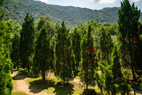 Tropical vegetation. Foto stock