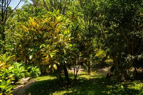 Tropical vegetation. 스톡 사진