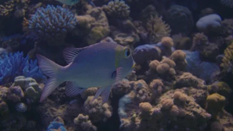 Tropical vibrant coral reefs while identifying colorful fish and marine life Stock Footage 319291325