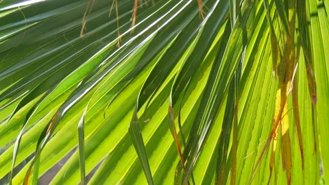 Tropical video background. Bright green leaves of a palm tree close-up Stock Footage 130660707