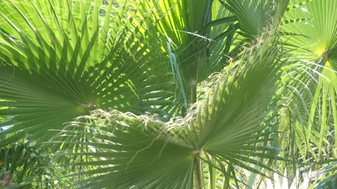 Tropical video background. Bright green leaves of a palm tree close-up 库存影片 130669258