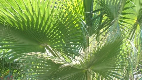 Tropical video background. Bright green leaves of a palm tree close-up Vidéo 130671503