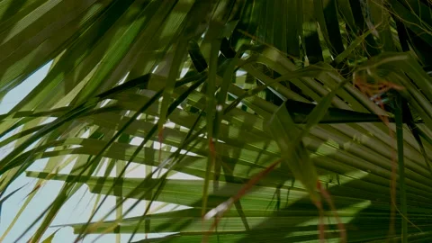 Tropical video background. Sun glare, rays, bunnies, penetrate, glow, shine Stock Footage