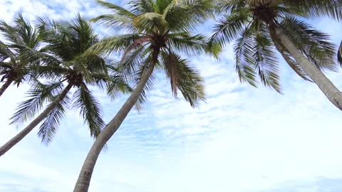 Tropical  view coconut palm tree line and cloudy blue sky to beach, sand and sea Stock Footage 158234613