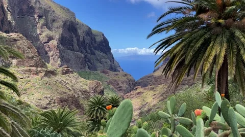 Tropical view to the mountains through palms and cactuses. 4K. Stock Footage 202591422