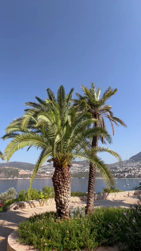 Tropical view with a palm tree leaves under blue sky	 by the beach Stock Footage 336975402