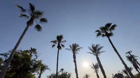 Tropical view with a palm tree leaves under blue sky Stock Footage 336997390