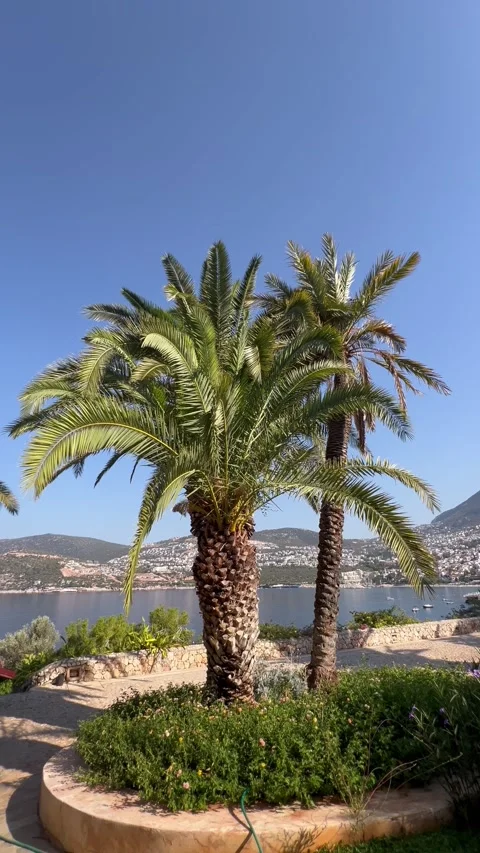 Tropical view with a palm tree leaves under blue sky Stock Footage 337003215