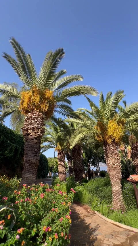 Tropical view with a palm tree leaves under blue sky Stock Footage 337003216
