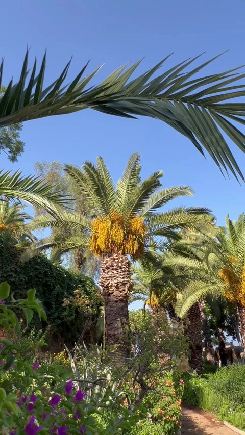 Tropical view with a palm tree leaves under blue sky Stock Footage 337003275