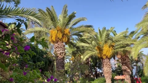 Tropical view with a palm tree leaves under blue sky Stock Footage 337003302