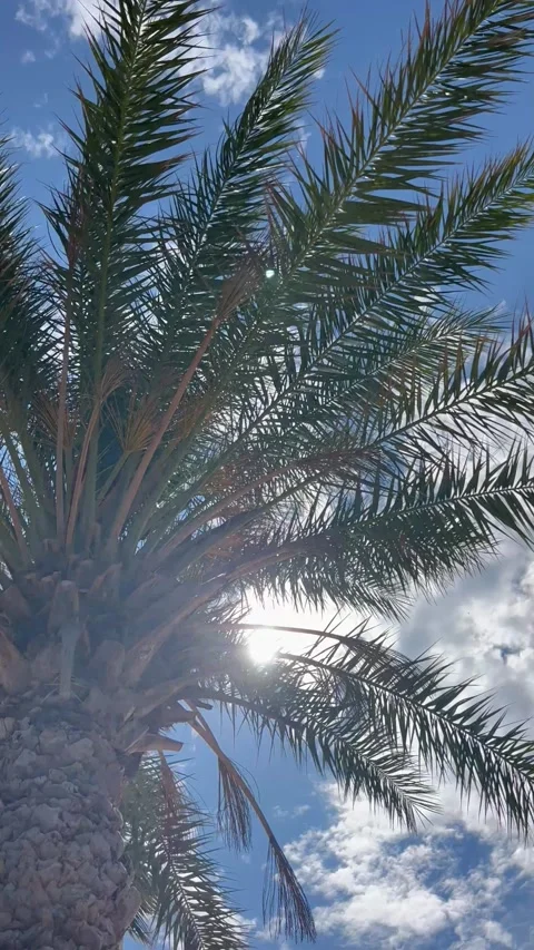 Tropical view with a palm tree leaves under blue sky Stock Footage 337313088