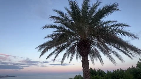 Tropical view with palm tree by sunset Stock Footage 337039297