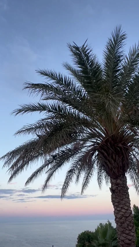 Tropical view with a palm tree by sunset Stock Footage 337039304