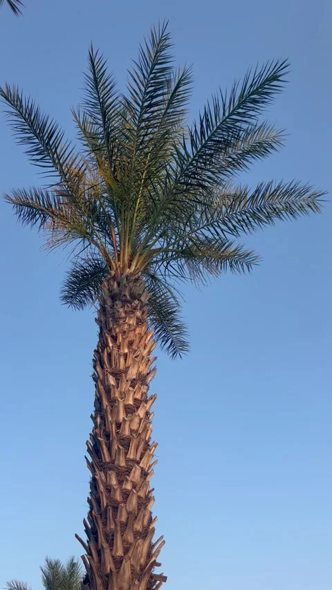 Tropical view with a palm tree under sky Stock Footage 337028229