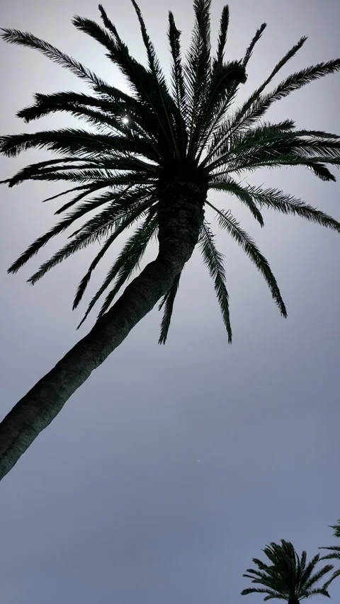 Tropical view with palm trees Stock Footage 281077842