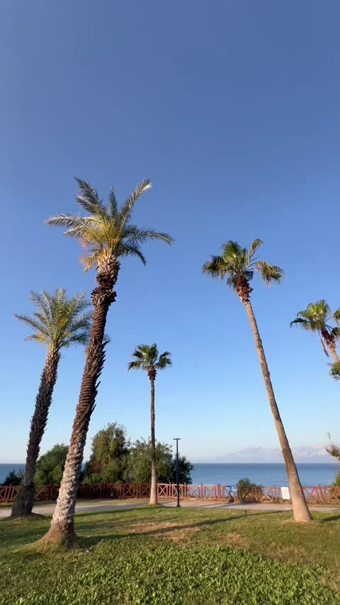 Tropical view with a palm trees under blue sky Stock Footage 336983280