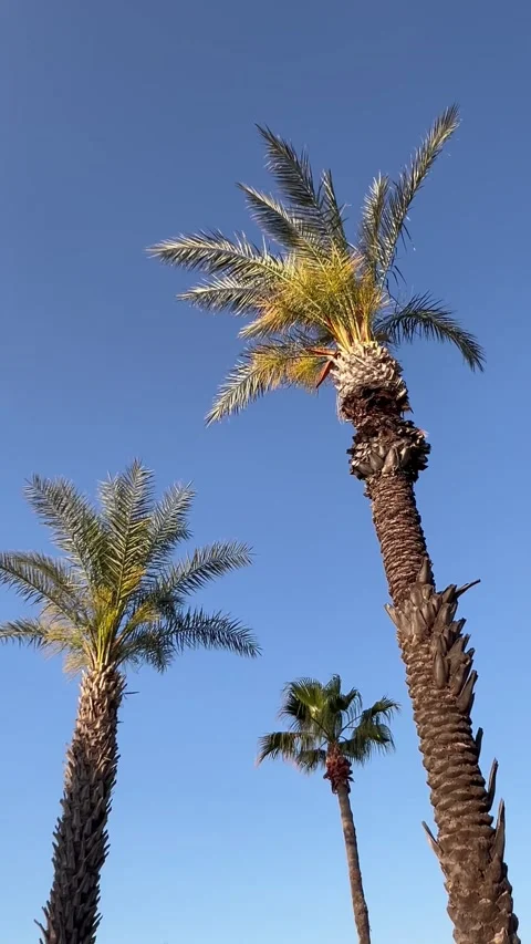 Tropical view with a palm trees under blue sky Stock Footage 336983307