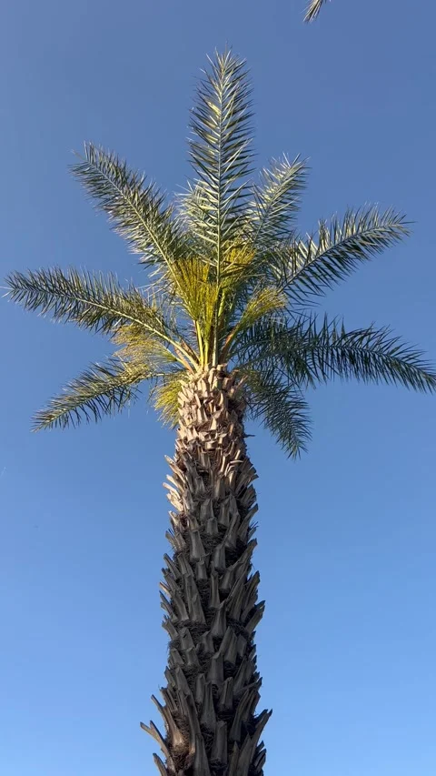 Tropical view with a palm trees under blue sky Stock Footage 336983861