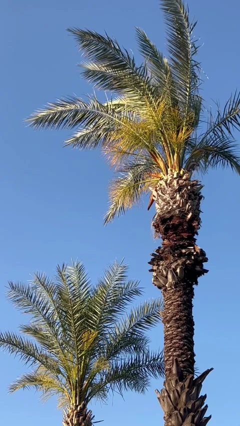 Tropical view with a palm trees under blue sky Stock Footage 336983918
