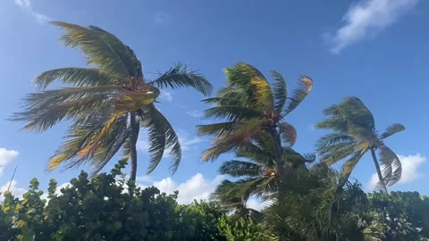 Tropical view with palm trees under blue sky in Miami, Florida Stock Footage 337174367