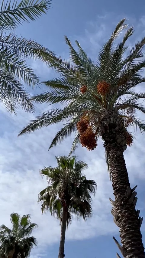 Tropical view with a palm trees under blue sky Stock Footage 337240290