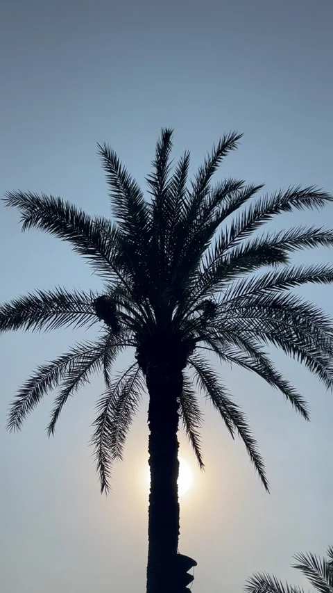 Tropical view with a palm trees under blue sky Stock Footage 341699263