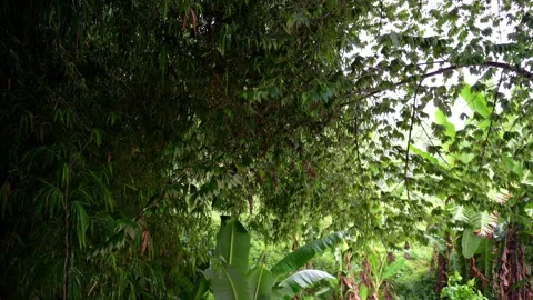 Tropical warm rain is falling in the jungle wet palm trees coconuts papaya Video stock 260184390