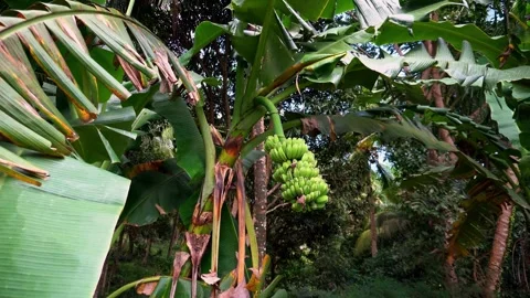 Tropical warm rain is falling in the jungle wet palm trees coconuts papaya Video stock 260184419