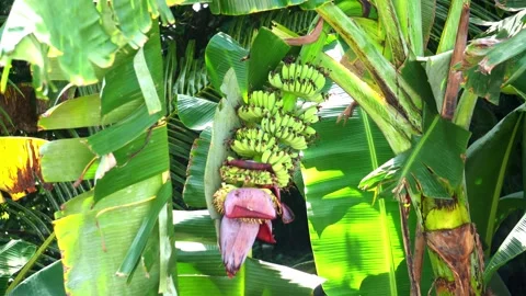 Tropical warm rain is falling in the jungle wet palm trees coconuts papaya Stock-Footage 260184455