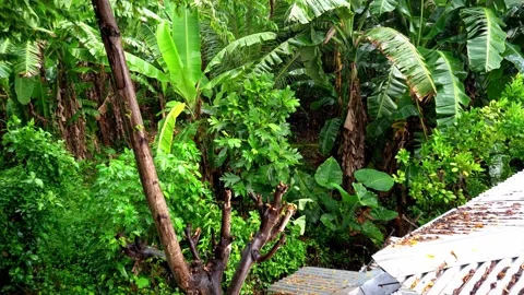 Tropical warm rain is falling in the jungle wet palm trees coconuts papaya Stock Footage 260184496