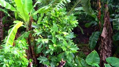 Tropical warm rain is falling in the jungle wet palm trees coconuts papaya Video stock 260184500