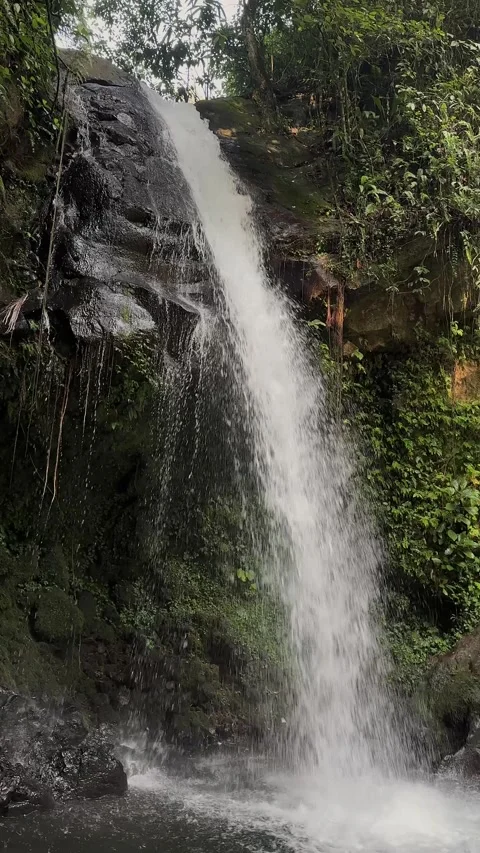 Tropical Waterfall and River Flowing in Lush Green Jungle, Vertical Pan Shot Stock Footage 321104599