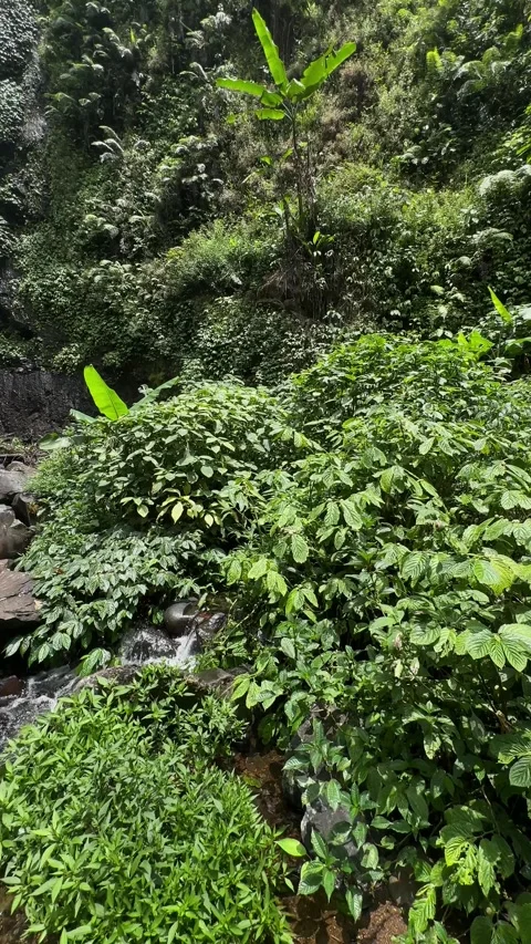 Tropical Waterfall Cascading Down Rocky Cliff in Lush Jungle, Vertical Stock Footage 324851455