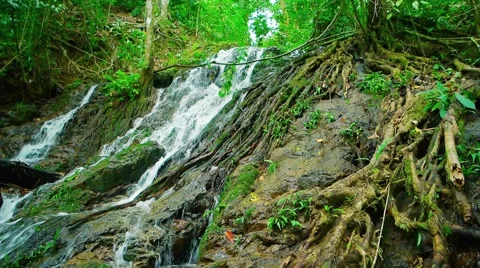 Tropical Waterfall Flowing over Rocks and amongst Tree Roots, with Sound 库存影片 57647057