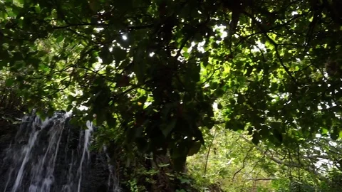 A tropical waterfall flows through a dense rainforest in Hawaii Stock Footage 70190776