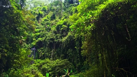 Tropical waterfall on nature background Stock Footage 293006910