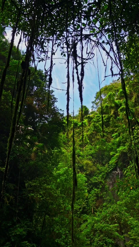 Tropical waterfall on nature background Stock Footage 295906965