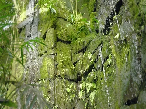 Tropical waterfall in the tropical rainforest. Falling running water on rock. Vidéo 80856084