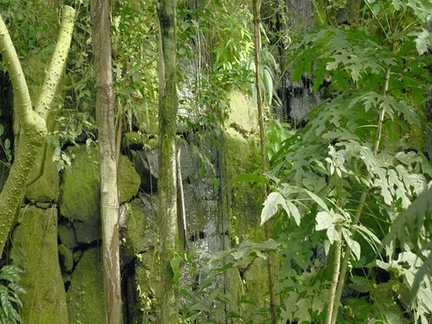 Tropical waterfall in the tropical rainforest. Falling running water on rock. Vidéo 80868720
