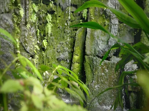 Tropical waterfall in the tropical rainforest. Falling running water on rock. Vidéo 80984786