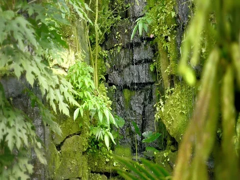 Tropical waterfall, tropical rainforest. Falling running water, drops falling. Stock Footage 80987328
