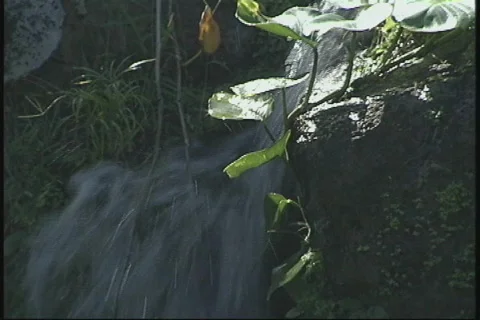 Tropical Waterfalls Stock Footage 829967