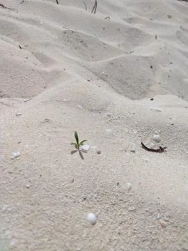 Tropical White Beach Sand Texture Bahia de las Aguilas 스톡 사진