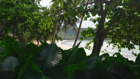 Tropical White Sand Beach Stock Footage 330792159