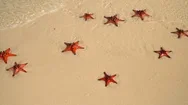 Tropical White Sand With Red Starfish In Clear Water. Slow Mothion. Beautiful Stock Footage